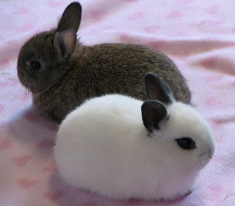 The Dwarf Hotot's original home is Germany. Description from pinterest.com. I searched for this on bing.com/images Rabbit Breeds, 강아지 그림, Bunny Pictures, Pet Rabbit, Baby Bunnies, Cute Animal Pictures, Cute Creatures, Sweet Animals