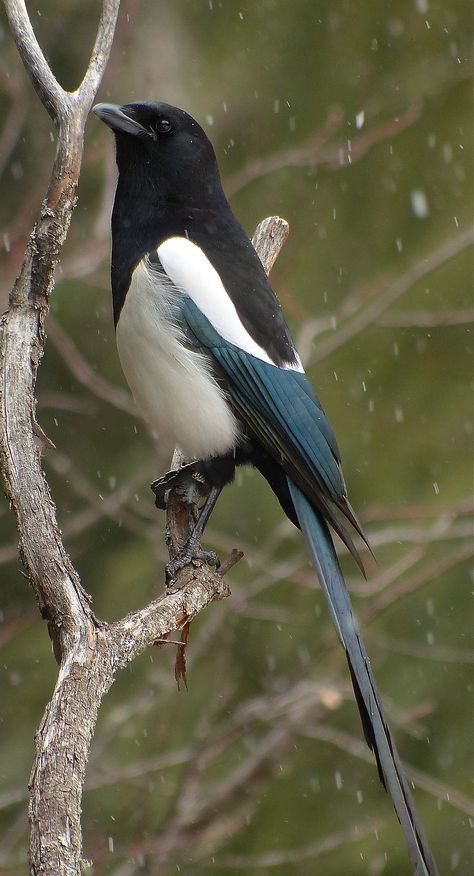 Black Billed Magpie, Crow Family, Magpie Art, Jackdaw, Bird Watcher, The Crow, Nature Birds, Exotic Birds, Bird Pictures