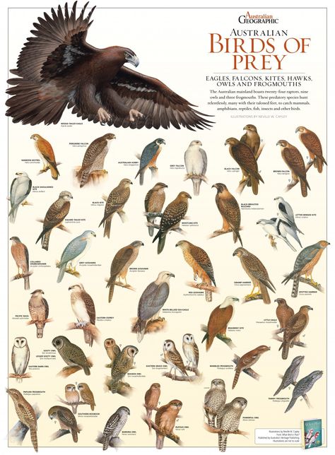 Animal Infographic, Animals Information, Animal Tracks, Animal Science, Australian Birds, Types Of Animals, Forest School, Australian Native, Animal Species