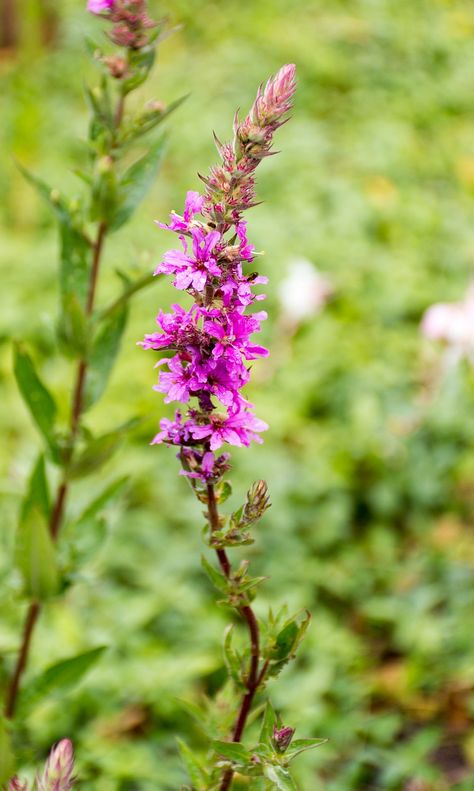 Loosestrife Flower Purple - Free photo on Pixabay Purple Loosestrife, Purple Plants, Public Domain Images, Free Pictures, Free Images, Free Photos, Stock Images Free, Wild Flowers, Purple