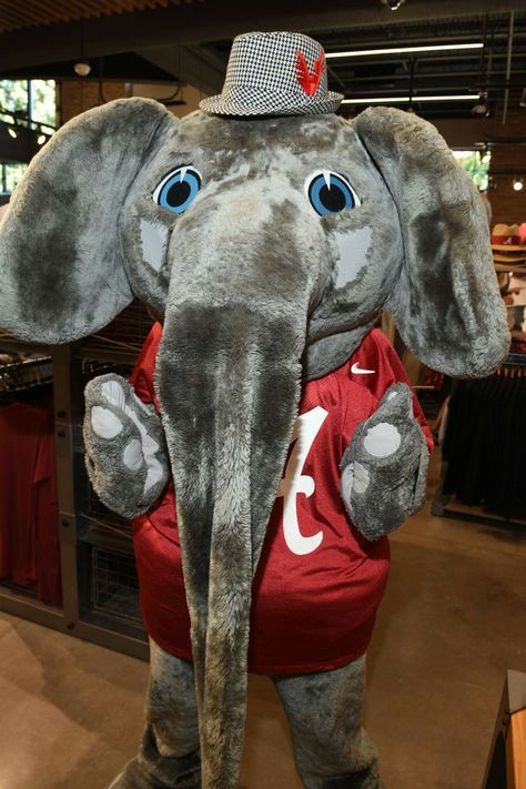 Alabama Football Roll Tide, Big Al, Bama Football, Alabama Roll Tide, The University Of Alabama, Sweet Home Alabama, Alabama Football, University Of Alabama, Roll Tide