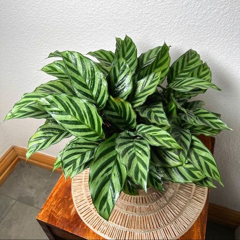 Plants Care, Green Veins, Prayer Plant, Plant Gift, Beauty Features, Shipping Plants, Air Purifying, Minty Green, Heat Pack