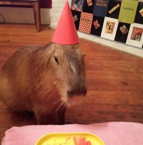 Chico capybara's 2nd birthday Birthday Capybara, Animal Hats, Pretty Animals, Silly Animals, Cute Animal Videos, Rodents, Animal Planet, Animal Photo, Cute Little Animals