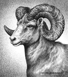 Ram Tattoo on Pinterest | Aries Symbol Tattoos, Sheep Tattoo and ... Drawing Sheep, Aries Symbol Tattoos, Arte Hippy, Sheep Tattoo, Sheep Drawing, Ram Tattoo, Big Horn Sheep, Goat Art, Pencil Drawings Of Animals