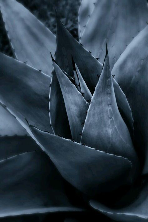 ~ Suculent Plants, Blue Agave, Agaves, White Photo, Cacti And Succulents, Blue Aesthetic, Plant Life, Steel Blue, Planting Succulents