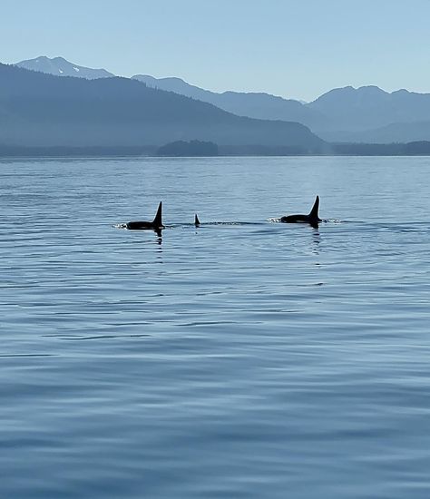 A pod of three transient orcas near Icy Strait Point in Hoonah, AK. . . . #alaska #orca #whale #hoonah #icystraitpoint Orca Whale, August 9, Instagram A, Alaska, On Instagram, Instagram