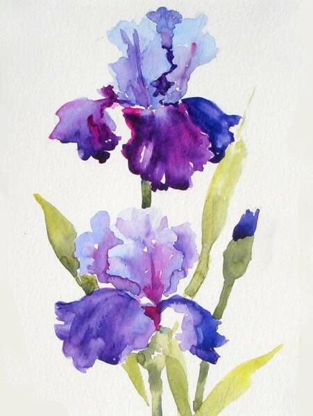 Deborah Conn 💜 Iris Art, Iris Painting, Watercolor Paintings For Beginners, 강아지 그림, Diy Watercolor Painting, Watercolor Painting Techniques, Watercolor Flower Art, Watercolor Art Lessons, Watercolor Paintings Tutorials