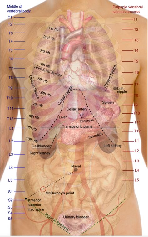 Human Body Organs, Medical Anatomy, Nursing Tips, Anatomy Study, Body Organs, Nursing Education, Body Anatomy, Medical Knowledge, Medical Education