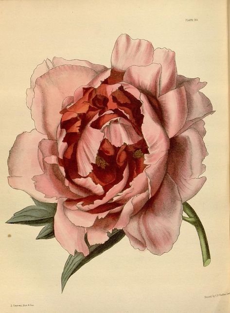 n120_w1150 | Paxton's flower garden London : Bradbury and Ev… | Flickr Moutan Peony, Botany Illustration, Botanisk Illustration, Iris Hantverk, Vintage Clip Art, Rosé Png, Rose Clipart, Rose Illustration, Peony Painting