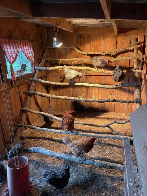 Chicken Coop Interior Ideas, Poultry Farm Design, Chicken Perches, Cute Chicken Coops, Chicken Shed, Chicken Barn, Chicken Coop Garden, Chicken Pen, Backyard Chicken Coop Plans