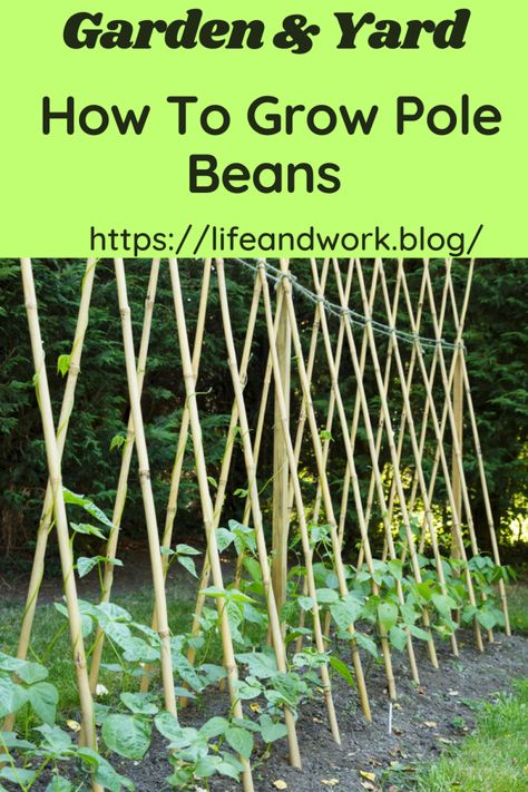 Garden And Yard - How To Grow Pole Beans Pole Bean Trellis Ideas Diy, How To Grow Beans, Pole Beans Trellis, Pole Bean Trellis Ideas, Trellis Garden Ideas, Pole Bean Trellis, Trellis Ideas Garden, Outdoor Trellis Ideas, Vege Patch