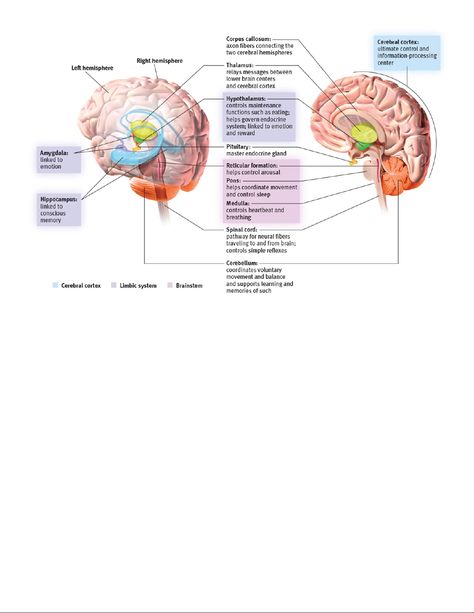 Psychology Chapter 2 Notes - Psychology Chapter 2 NOTES Nature Versus Nurture  Nativism: nativists - Studocu Notes Psychology, Reticular Formation, Chapter Notes, Introduction To Psychology, Corpus Callosum, Psychology Notes, Psychology Studies, Cerebral Cortex, Information Processing