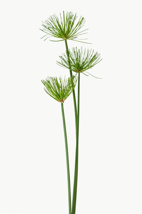 Papyrus Plant, Cyperus Papyrus, Plant Clipart, Japanese Plants, Plant Png, Plant Sketches, Dry Tree, Plant Background, Plant Tattoo