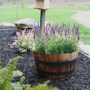 Flamingo Willow and Lavender Whiskey Barrel Landscape Additions Flamingo Willow, Yard Planning, Wine Barrel Garden, Wood Barrel Planters, Furniture Video, Whiskey Barrel Planter, Barrel Flowers, Wine Barrel Planter, Potted Lavender