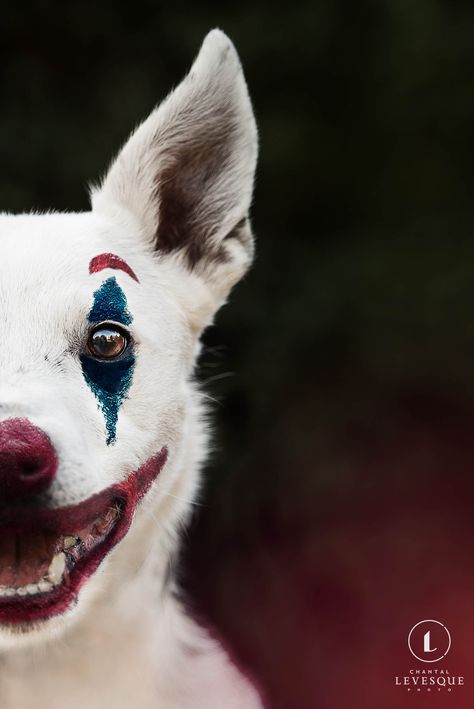 Spooky Dog Photoshoot, Pet Halloween Photoshoot, Dog Halloween Photoshoot, Halloween Dog Photoshoot, The Joker 2019, Dog Photography Creative, Joker Movie Poster, Professional Dog Photography, Spooky Photography