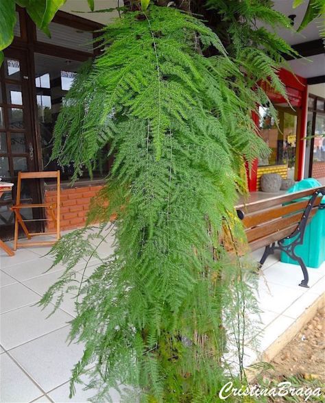 Aspargo samambaia - Asparagus setaceus Russelia Equisetiformis, Asparagus Setaceus, Flower Garden Pictures, Big Indoor Plants, Hanging Ferns, Asparagus Plant, Ferns Garden, Asparagus Fern, Grasses Landscaping