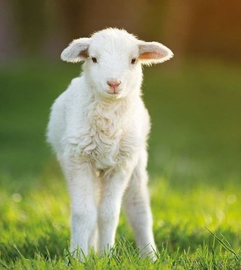 Lamb Pictures Cute, Frog Refrences, Baby Lamb Aesthetic, Lamb Images, Lamb Aesthetic, Lamb Face, Lamb Pictures, Sketch Tips, Lamb Photography