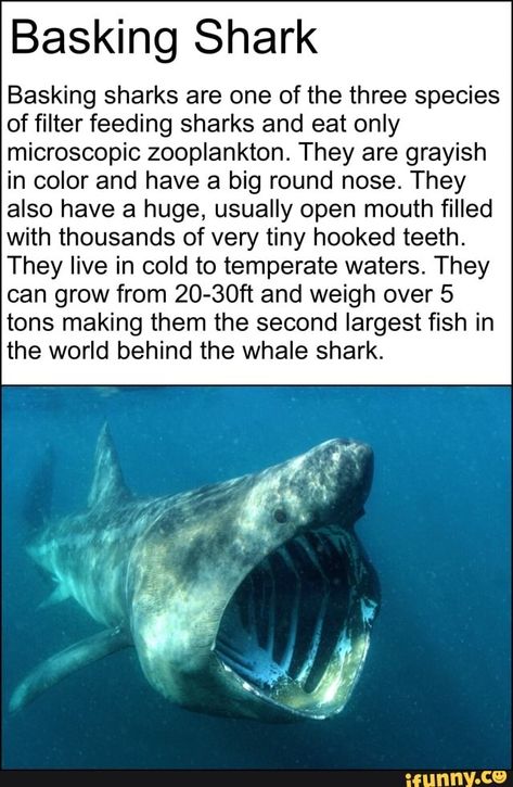 Shark Habitat, Silly Sharks, Oceanography Marine Biology, Basking Shark, Save The Sharks, Types Of Sharks, Shark Facts, Cute Shark, Ocean Conservation