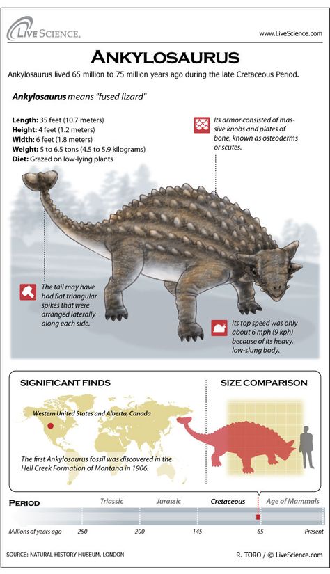 Learn about the plated Cretaceous-era dinosaur Ankylosaurus. Dinosaur Facts, Prehistoric Wildlife, Dinosaur Illustration, Ancient Animals, Paleo Art, Extinct Animals, Dinosaur Theme, Dinosaur Fossils, Jurassic Park World