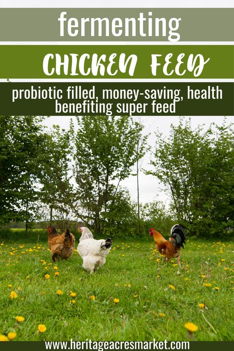 Fermenting Chicken Feed, Modern Homesteading, Chicken Feed, Living Off The Land, Closer To Nature, Sustainable Lifestyle, Fermenting, Preserving Food, Hobby Farms