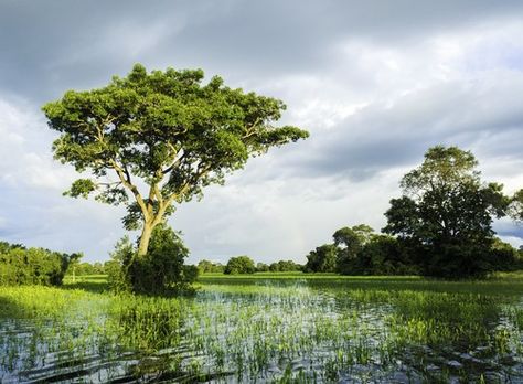 Pantanal brasileiro. Foto: Filipe Frazão / Shutterstock.com Travel Agency, Nature Pictures, Image Types, Us Travel, National Parks, Country Roads, Forest, Plants, Travel