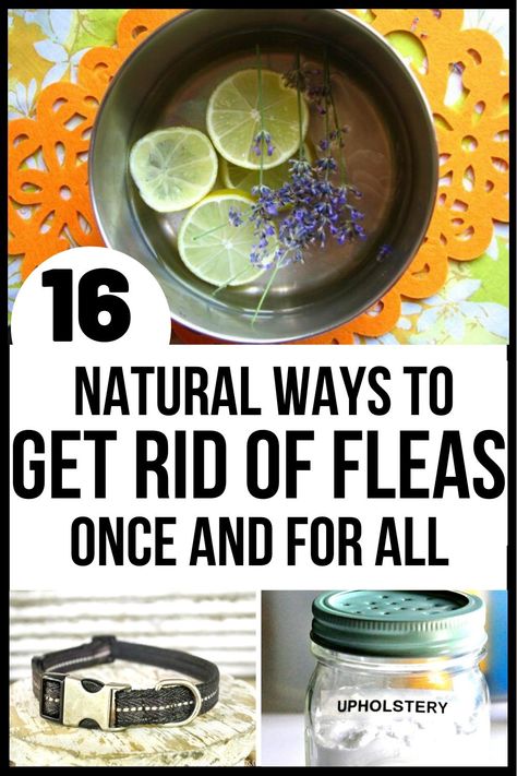 Home Remedy For Fleas On Cats, Getting Rid Of Fleas On Cats, Flea Infestation Home How To Get Rid, How To Get Rid Of Fleas On Dogs, Diy Flea Spray, Remedies For Fleas On Dogs, Homemade Flea Shampoo, Natural Flea Killer, Flea Spray For House