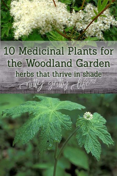 Magical Yard, Medical Garden, Medical Plants, Woodland Path, Medicine Garden, Herbal Garden, Food Forest Garden, Witchy Garden, Survival Garden