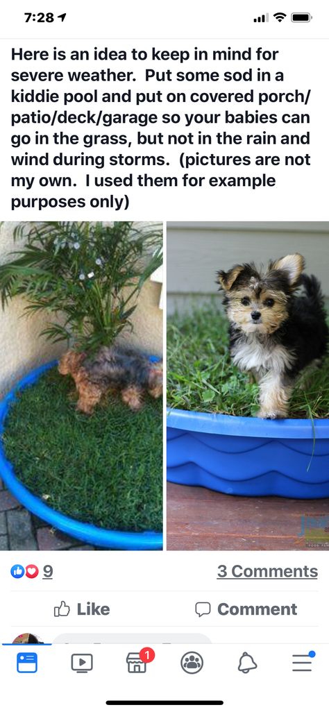 Keeping Dogs Cool In Summer, Real Grass Dog Potty Diy, How To Keep Dogs Cool In The Summer, Dog Kiddie Pool, Fake Grass For Dogs, Dog Pool, Baby Pool, Kiddie Pool, Severe Weather