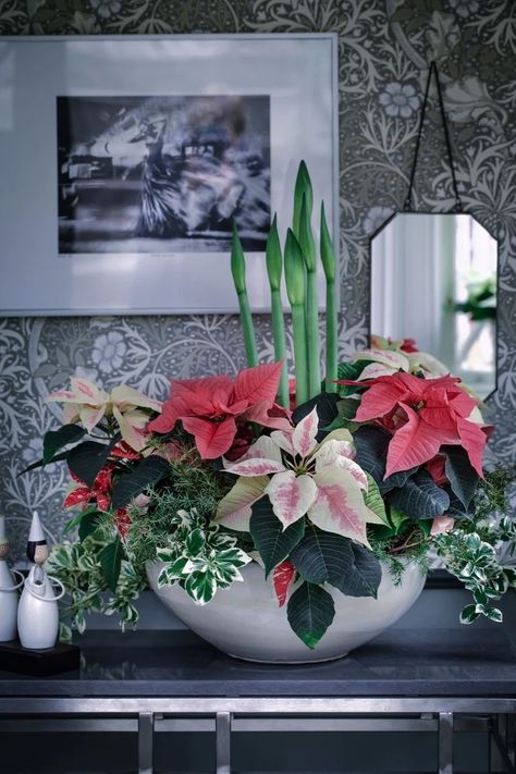 Christmas Flower Arrangements Ideas, Flower Garden Aesthetic, Amaryllis Arrangement, Flower Arrangements Ideas, Amaryllis Christmas, Winter Flower Arrangements, Winter Floral Arrangements, Winter Arrangements, Winter Planter