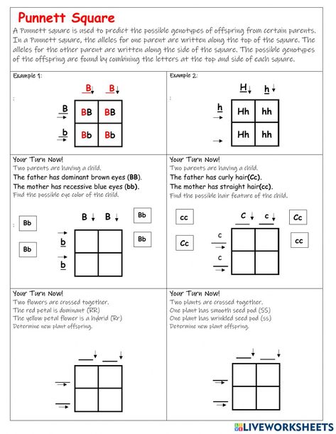 Punnett Square Notes, Punnett Square Genetics, Punnett Square Activity, Biology Activities High School, Cell Biology Notes, Mendelian Inheritance, Punnett Square, Biology Activities, Career And Technical Education