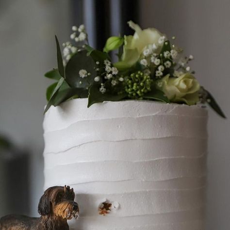 Otis the Dachshund on Instagram: "My hoomans got married! And ofcourse I was also there to celebrate with them! 💍 ♥️ Thankyou @partysanddripcakes for the lovely and delicious cake 🍰🥰 . . . . . #standarddachshund #dachshundpuppy #doxiemoments #doxiedaily #doxiepuppy #doxieworld #doxielove #doxielover #wiredhaireddachshund #funnydogs #dackelwelpen #dackelliebe #ruwharigeteckel #teckelpuppy #teckellove #teckelliefde #dachshundlover #dachshundlife #dachshund_world #dachshund_love #rauhaardackel #dachshundworld #funnydogreels #funnydogvideos #wildboardachshund #doxiecrew🌭 #rauhaardackel #standaardruwhaarteckel #weddingcake #weddinginspiration" Dachshund Wedding, Standard Dachshund, Doxie Puppies, Delicious Cake, Dachshund Lovers, Dachshund Puppy, Dachshund Love, Dog Wedding, Funny Dog Videos