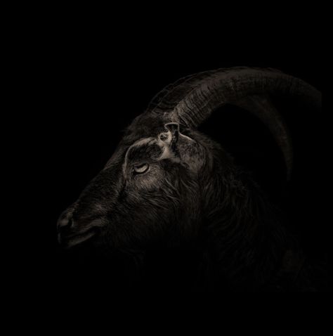 Goat Aesthetic, Black Phillip, 31 Days Of Halloween, Aesthetic Desktop Wallpaper, The Witch, Black White Photos, Black Peppercorn, Fish Art, Scary Movies