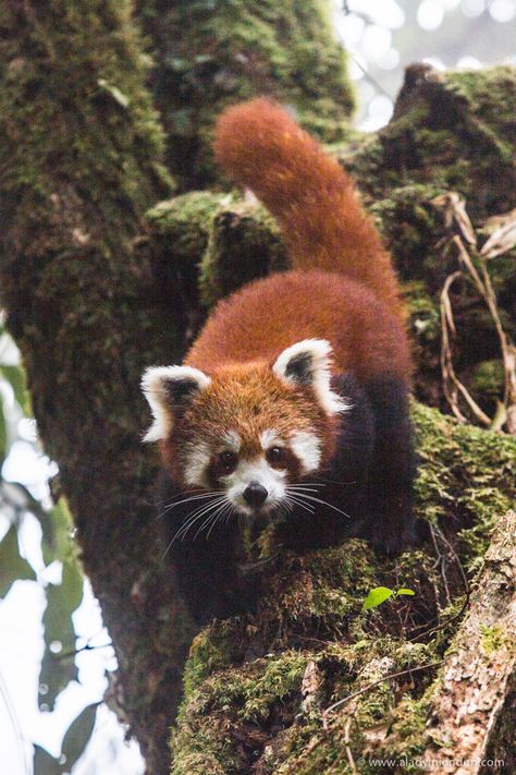 Red Panda in the wild in Ilam, Nepal Wall Art Anime, Wallpaper Animals, Animated Wallpaper, Red Pandas, Anime Nails, Animated Animals, Endangered Animals, Anime Animals, Baby Animals Funny