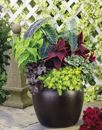 Black Coral Elephant Ear, Container Garden Design, Container Gardening Flowers, Black Coral, Garden Containers, Container Gardens, Kew Gardens, Container Flowers, Covent Garden