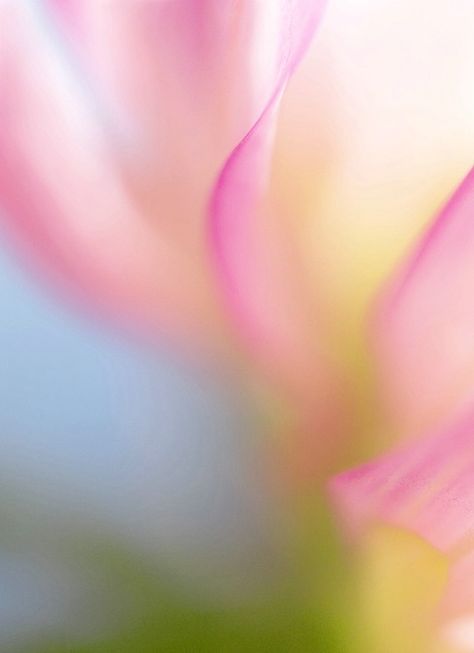 pastel photography Minimalist Flower Photography, Spring Texture, Flowers Texture, Pastel Photography, Macro Photography Flowers, Bloom Photography, 달력 디자인, 타이포그래피 포스터 디자인, Macro Flower