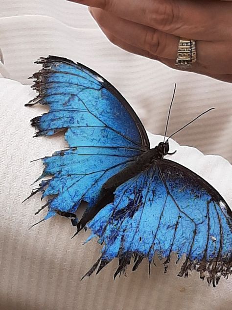 Decaying Butterfly Tattoo, Ripped Butterfly Wings, Tattered Butterfly Tattoo, Decaying Butterfly, Broken Butterfly Wings, Butterfly Side View, Tattered Butterfly, Broken Butterfly, Blue Butterfly Wings