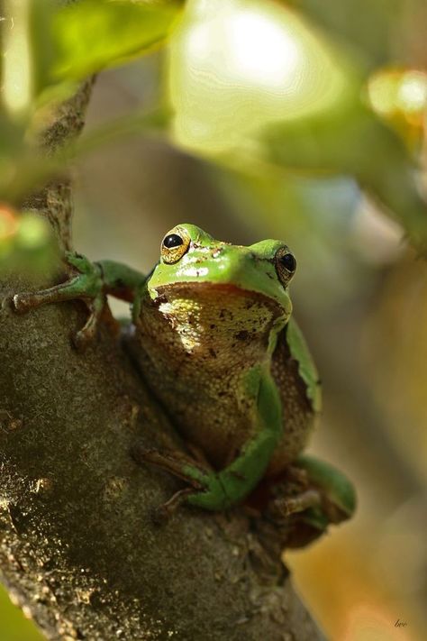 Reference Animals, Wood Frog, Frog Aesthetic, Nature Reference, Amazing Frog, Green Tree Frog, Temperate Rainforest, Photos Of People, Tree Frog