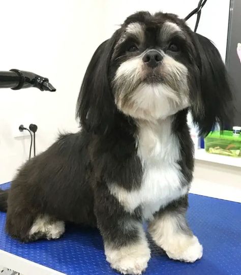 10 Best Havanese Haircuts for Your Puppy - The Paws Grooming Havanese Dogs, Havanese Grooming Styles, Havanese Haircuts Styles, Havamalt Puppies, Havanese Dogs Haircuts, Havanese Breeders, Havanese Haircuts, Havanese Grooming, Havanese Puppies For Sale