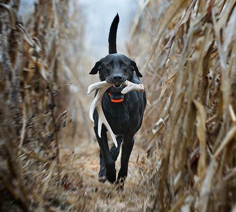 Gentleman Bobwhite Shed Hunting, Antler Hunting, Farm Work, Puppy Time, Shed Antlers, Bird Dog, Bird Hunting, Bird Dogs, Lab Puppies