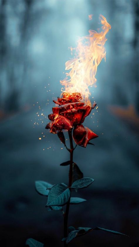 Reality Of Social Media, Rose On Fire, Wishes For The New Year, Meaningful Things, Ground Zero, Make Good Choices, On Fire, Self Discovery, Red Rose