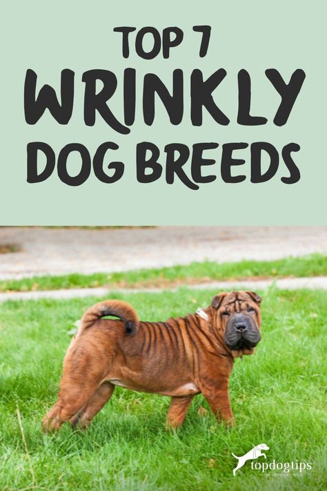 This is a list of 7 wrinkly dog breeds. Your will learn all about each breed, what makes them special and how to care for their wrinkles. Wrinkly Dog, Wrinkle Dogs, Neapolitan Mastiffs, Dog Insurance, Bull Mastiff, Dog Info, Types Of Dogs, Large Dog Breeds, Gentle Giant