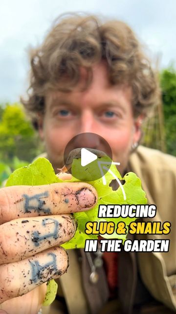 Jamie Walton | Nettles & Petals | Top Tips for dealing with Slug and Snails Naturally 🐌🌱🙁

The growing season so far has been awash with heavy rain and strong winds, 💦💨😓 the... | Instagram Slug Trap, Gardening Indoors, Snails In Garden, Garden Idea, Community Garden, Creative Gardening, Heavy Rain, Community Gardening, Strong Wind