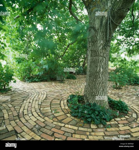 Large tree in circular brick paving in country garden in summer Stock Photo - Alamy Circular Patio, Tropical Greenhouses, Brick Edging, Large Greenhouse, Brick Paving, Under A Tree, Garden Paving, Large Tree, Brick Patios