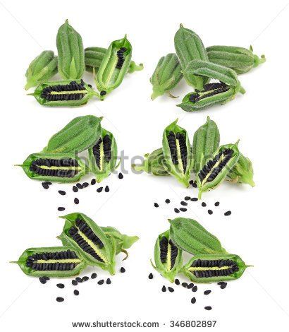 black sesame seeds botanical plant - Yahoo Image Search Results Cash Crop, Uc Davis, Black Sesame Seeds, Home Garden Plants, Good Sources Of Protein, Integrative Medicine, Black Sesame, Organic Farming, Farm Yard