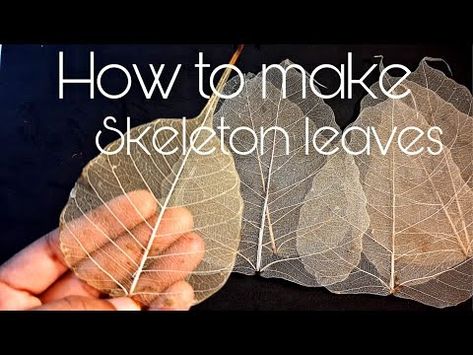 (7675) How to make skeleton leaf / peepal leaf skeleton only using water - YouTube Skeleton Leaf Diy, How To Make Skeleton Leaves, Leaf Skeleton Art, Skeleton Leaf Art, Peepal Leaf, Skeleton Craft, Leaf Art Diy, Leaf Print Art, Pressing Flowers