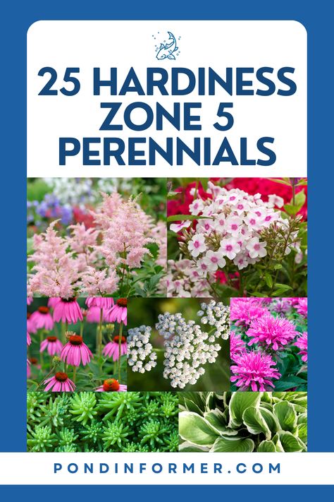 Create a lush and inviting garden with our selection of 25 easy-care perennials ideal for hardiness zone 5! From the cheerful daisies of Shasta to the vibrant foliage of coral bells, these enduring plants thrive in cooler climates and provide year-round interest with minimal effort.  #Zone5Gardening #HardinessZone5 #Perennials #HardyPlants #LowMaintenanceGarden #EasyCarePlants #GardeningTips #Zone5Flora #Gardening #PerennialGarden #Zone5Perennials #Zone5 #PondInformer Zone 5b Perennial Garden, Zone 5 Landscaping Ideas, Full Sun Perennial Garden Plan Zone 5, Zone 5 Garden Layout, Zone 5b Landscaping, Zone 5 Perennial Garden Plan, Zone 5 Perennials, Zone 5 Landscaping, Zone 4 Perennials