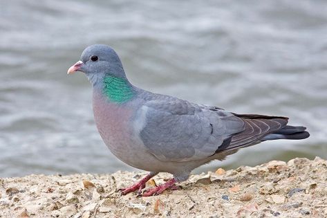 Stock Dove by Garth Peacock Stock Dove, Blue Winged Teal, Dove Pigeon, Garden Birds, Animal References, Bird Book, Rare Birds, Colorful Bird, Bird Garden