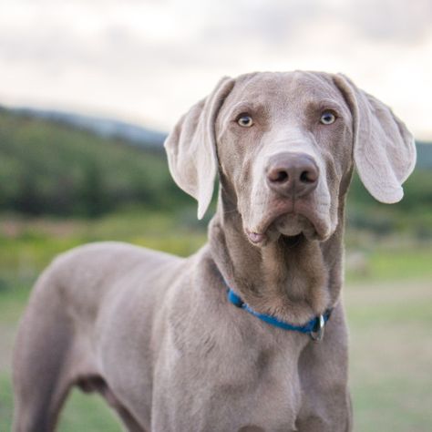 Maximilian, 7-month-old Weimaraner Weiramaner Dog, Dog Memes Funny, Blue Weimaraner, Weimaraner Puppies, Weimaraner Dogs, Funny Dog Photos, Golden Puppy, Funny Dog Memes, Sweet Dogs