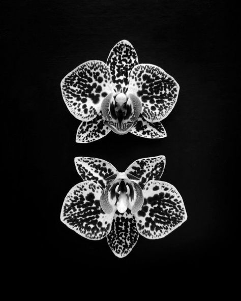 Black And White Orchid, Solar Flash, Imogen Cunningham, Kunstjournal Inspiration, Henna Inspo, Botanical Photography, Orchid Tattoo, Sensory Art, Living Art