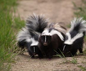 Skunk Repellent, Skunk Removal, Skunk Drawing, Getting Rid Of Skunks, Striped Skunk, Skunk Smell, Baby Skunks, Skunk Hair, Diy Pest Control